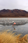 Laguna Hedionda